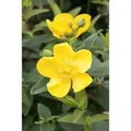 Hypericum 'Hidcote' Johanniskraut 40-60 cm