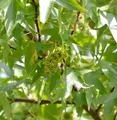 Schlankbleibender Amberbaum Worplesdon 125-150cm - Liquidambar styraciflua