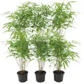 Plants by Frank | Bambus Pflanze Winterhart im Set von 6 Pflanzen | Fargesia Rufa | Gartenpflanzen | Gräser Winterhart Mehrjährig |Ø13 cm | 25 cm | Keine Wurzelausläufer
