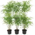 Bambus Pflanze | Bambus Pflanze Winterhart im Set von 6 Pflanzen | 13 cm Ø 25 cm