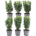 Plants by Frank | Grüne Spindelstrauch Hecke | Euonymus Japonicus 'Green Spire' | Heckenpflanzen | Gartenpflanzen