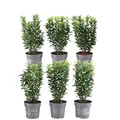 Plants by Frank | Grüne Spindelstrauch Hecke 1 Laufender Meter | Euonymus Japonicus 'Green Spire' | Pflanzenset mit 6 Winterharten Heckenpflanzen | Immergrüne Hecke | Direkt von der Gärtnerei