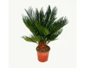Exotenherz Zimmerpflanze Cycas revoluta - Japanischer Palmfarn mit Knolle - 12cm Topf