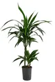 Dehner Zimmerpflanze Drachenbaum, Dracaena Janet Lind, in Hydrokultur, ca. 100 cm, inkl. Wasserstandsanzeiger, stark luftreinigend, Solitärpflanze