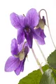 Viola odorata 'Königin Charlotte' 9x9 cm Topf – Winterhart, Mehrjährig, Pflegeleicht – Duftveilchen – Bodendecker für Garten & Schattenbeet