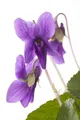 Pflanzen für Dich Staude Viola odorata Königin Charlotte, 1 St., Duftveilchen, Märzveilchen, Wohlriechendes Veilchen