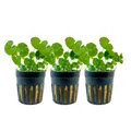 AquaOne Aquarium Pflanze 3 Stück Hydrocotyle leucocephala I Wasserpflanze Aquariumpflanze Stängelpflanze voll durchwurzelt einfach pflegeleicht Aquascaping Dekoration