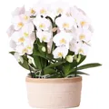 Kolibri Orchids Orchideen Set inkl. Wassertank Drei geschwungene Weiße Orchideen Niagara Fall 12cm