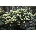 Hydrangea Paniculata Rispenhortensie Phantom 40-60 cm