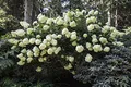 Hydrangea paniculata 'Phantom' 40–60 cm – Winterhart, Mehrjährig, Pflegeleicht – Rispenhortensie – Zierstrauch für Garten & Beet