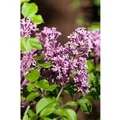 Syringa Meyeri Zwergflieder 40-60 cm