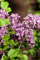 Syringa meyeri 'Palibin', Zwergflieder, lila Blüten, 40–60 cm