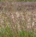 Zittergras Zitterzebra - Briza media