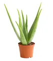 Dehner Echte Aloe, Aloe vera, fleischige Blätter, 40-60 cm, Ø Topf 15 cm, Sukkulente