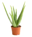 Dehner Sukkulente Echte Aloe, ab 30-110 cm, Ø Topf ab 12-35 cm, Aloe vera, Sukkulente mit fleischigen Blättern