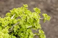 Ginkgo biloba 'Chris Dwarf' 25–30 cm – Winterhart, Mehrjährig, Pflegeleicht – Zwerg-Ginkgo – Kübelpflanze für Terrasse & Balkon