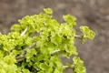 Ginkgo biloba 'Chris Dwarf', Fächerblattbaum, 25–30 cm