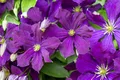 Pflanzen für Dich Kletterpflanze Clematis viticella Etoile Violette, 1 St., Italienische Waldrebe, Clematis, violettblühend, kletterpflanze