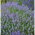 Lavendel Grosso - Lavandula intermedia