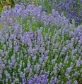 Lavendel Grosso - Lavandula intermedia