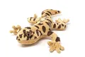Cornelißen Kuscheltier Cornelissen - Kuscheltier - Leopardgecko - 27 cm