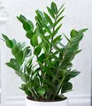 BALDUR Garten Zimmerpflanze Zamioculcas, 1 St., Zimmerpflanze, pflegeleicht