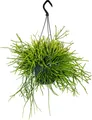 Urban Jungle Elegance - Moderne Kakteen-Ampel mit toller Blattstruktur - Rhipsalis pulchra - 15cm