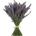 Natürliche Lavendel Bündel, Frisch Geerntete 400 Stämme Getrockneter Lavendel...