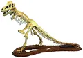 1/25 Tyrannosaurus Skelett