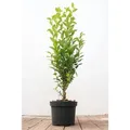 Ligustrum ovalifolium 40-60 cm