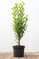 Pflanzen für Dich Gehölze Ligustrum ovalifolium, 1 St., Ovalblättriger Liguster, Gartenliguster