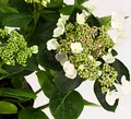Dehner Teller-Hortensie, üppige weiße Blüten, ca. 30-40 cm, 21 cm Topf, Zierstrauch