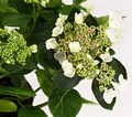 Dehner Zierstrauch Teller-Hortensie, ca. 30-40 cm Ø Topf 21 cm