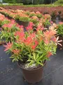 Pieris japonica Forest Flame - japanische Lavendelheide - 30-40cm