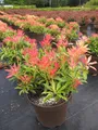Pieris japonica Forest Flame - japanische Lavendelheide - 30-40cm