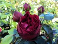 Strauchrose Red Eden Rose ® Containerrosen im großen 7,5 Liter Topf