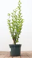 Pflanzen für Dich Gehölze Ligustrum ovalifolium, 1 St., Ovalblättriger Liguster, Gartenliguster