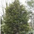 Gelbe Leyland Zypresse Castlewellan Gold 40-60cm - Cupressocyparis,eylandii