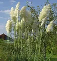 Pampasgras weiße Wedel - XXXL Topf - Cortaderia selloana - lebende Gartenpflanze aus den Baumschulen
