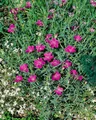 Pflanzen für Dich Staude Dianthus sylvestris, 1 St., Stein-Nelke, Felsennelke