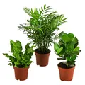 Dehner Pflanzenset Badezimmer, 3 Sorten Balsamapfel, Bergpalme & Streifenfarn, Höhe 25-40 cm, Ø Topf 12 cm, Zimmerpflanze