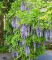 BALDUR Garten 1x Blauregen Blue Moon, Pflanze im 2 Liter-Topf, winterhart, bienenfreundlich, pflegeleicht, Wasserbedarf gering, blühende Kletterpflanze, Wisteria macrostachya