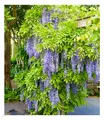 Blauregen "Blue Moon",1 Pflanze