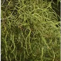 Feinblättriger Faulbaum Ron Williams 60-80cm - Frangula alnus