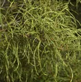 Feinblättriger Faulbaum Ron Williams 60-80cm - Frangula alnus
