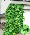 BALDUR Garten 1x Pfeifenwinde Pfeifenblume, Pflanze im 2 Liter-Topf, blickdichte Kletterpflanze mit herzförmigen Blättern, klettert 2,5 bis 5 m hoch, pflegeleicht, winterhart, mehrjährig