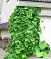 BALDUR Garten Zierstrauch Pfeifenwinde Pfeifenblume, 1 St., Gespensterpflanze, winterhart, mehrjährig, pflegeleicht