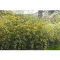 Kerria Japonica Ranunkelstrauch 150-175 cm