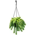 Exotenherz Sedum Morganianum 'Burrito' Affenschaukel 14cm Ampeltopf Hängende Sukkulente