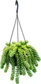 Sedum morganianum 'Burrito' – Affenschaukel – 14 cm Hängetopf – Hängende Sukkulente